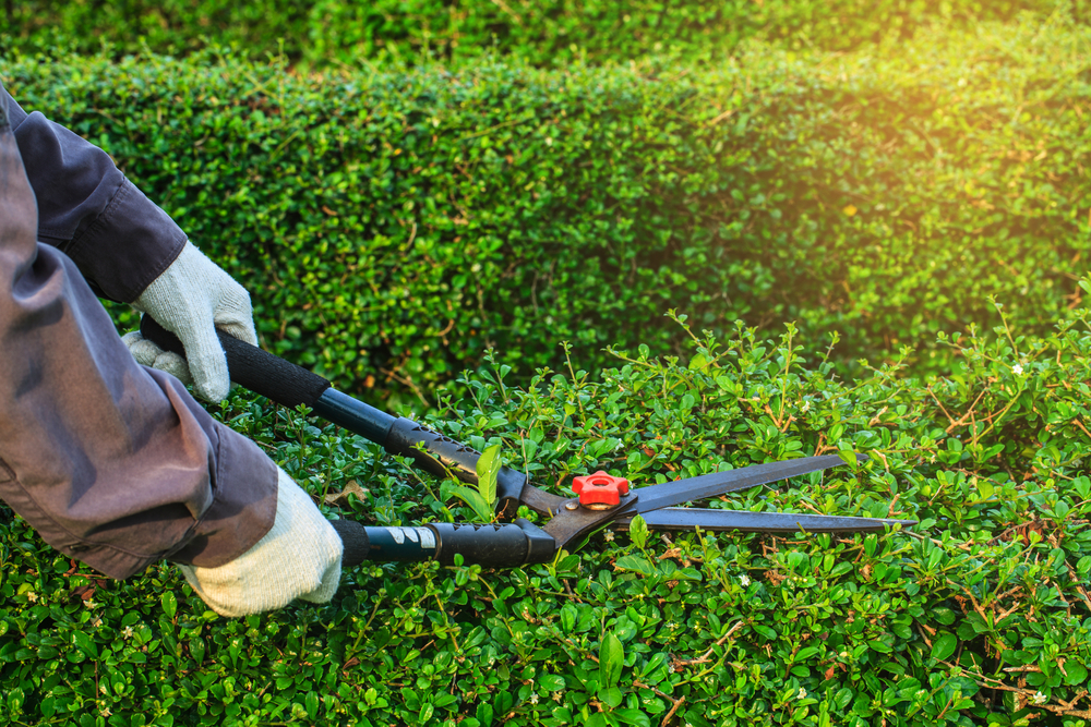 lawn pruning services