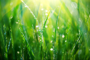 can you mow wet grass? find out